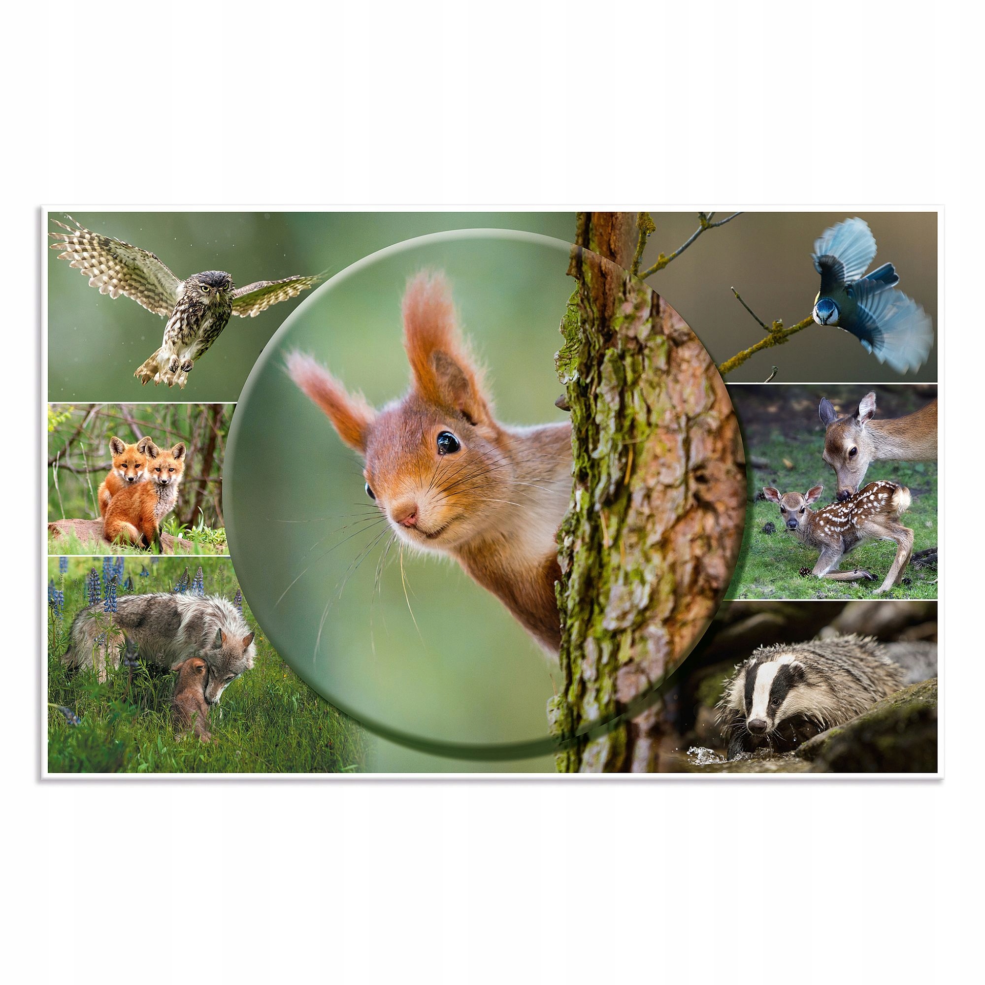 Podkładka na biurko, Wiewiórka Marka Herma