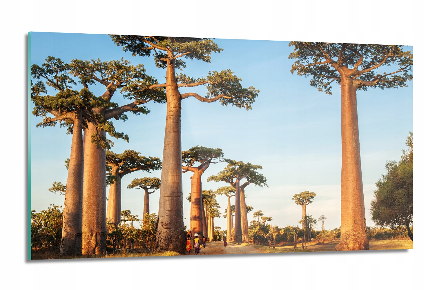 dekor Baobab Madagaskar kuchynský 120x60 nástenný