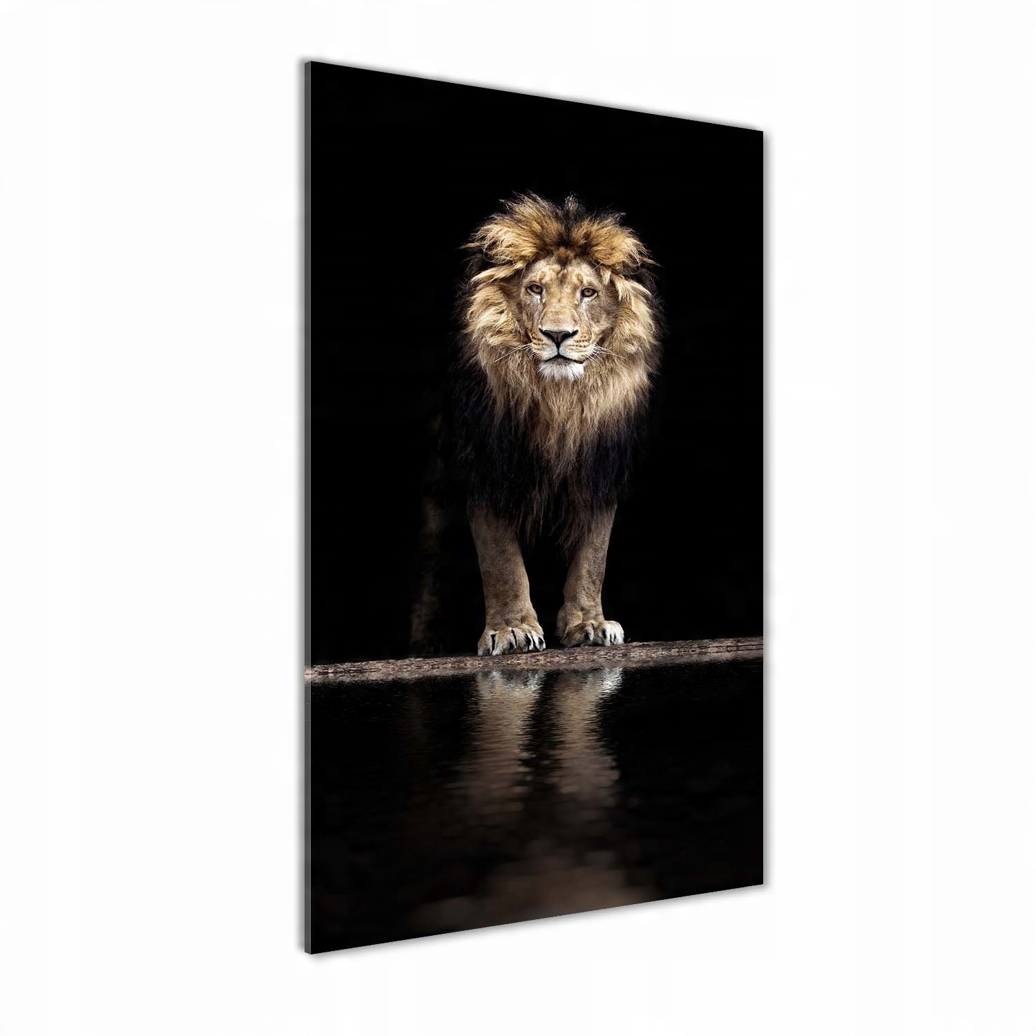 

Nowoczesny fotoobraz akrylowy Portret lwa 70x140cm