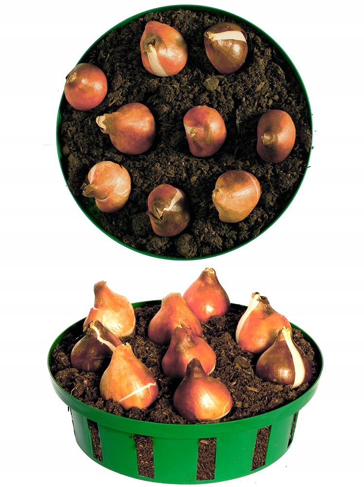 KOSZYCZEK DO SADZENIA CEBULEK fi200 OSŁONKA 5szt