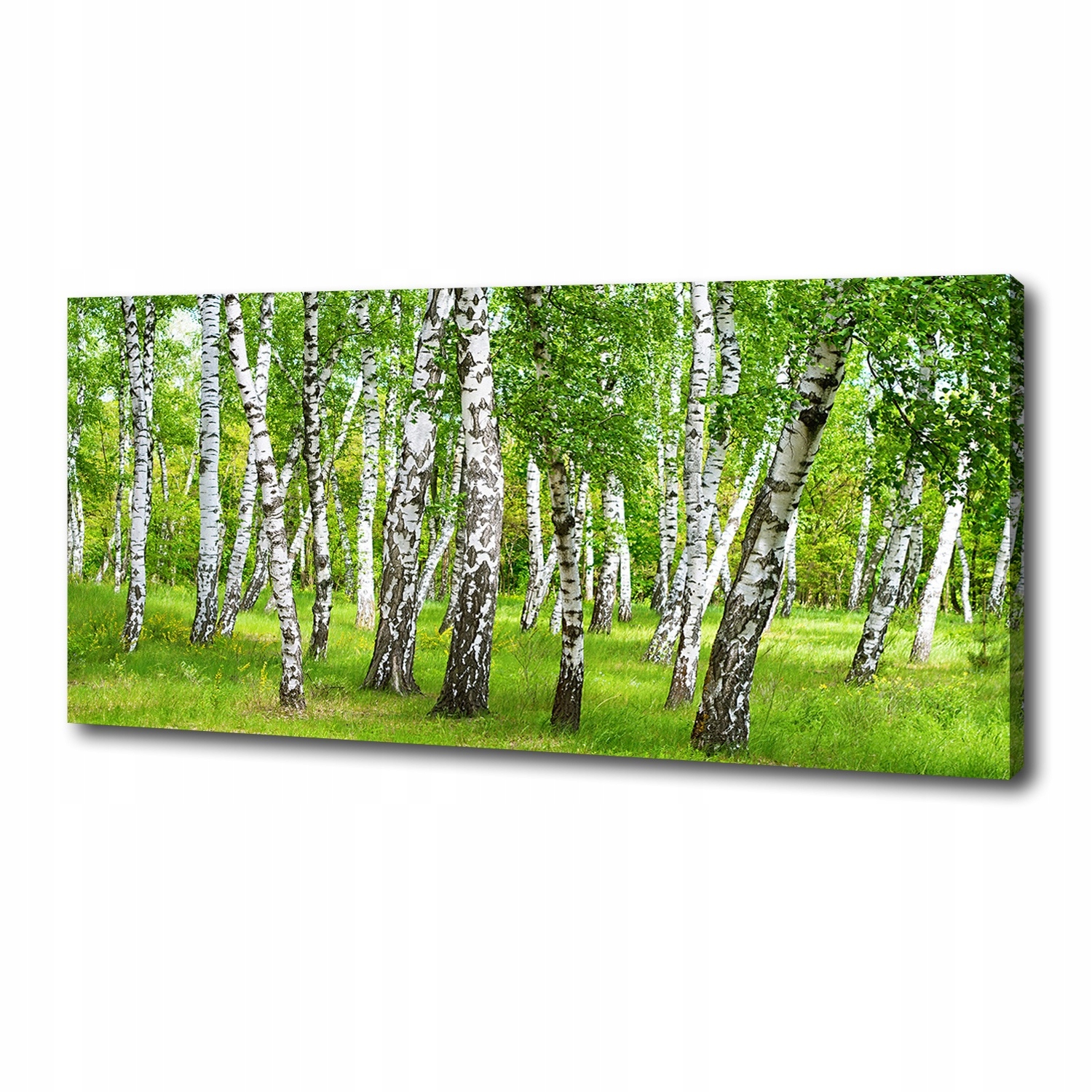 

Foto obraz duży na płótnie Brzozowy las 125x50 cm
