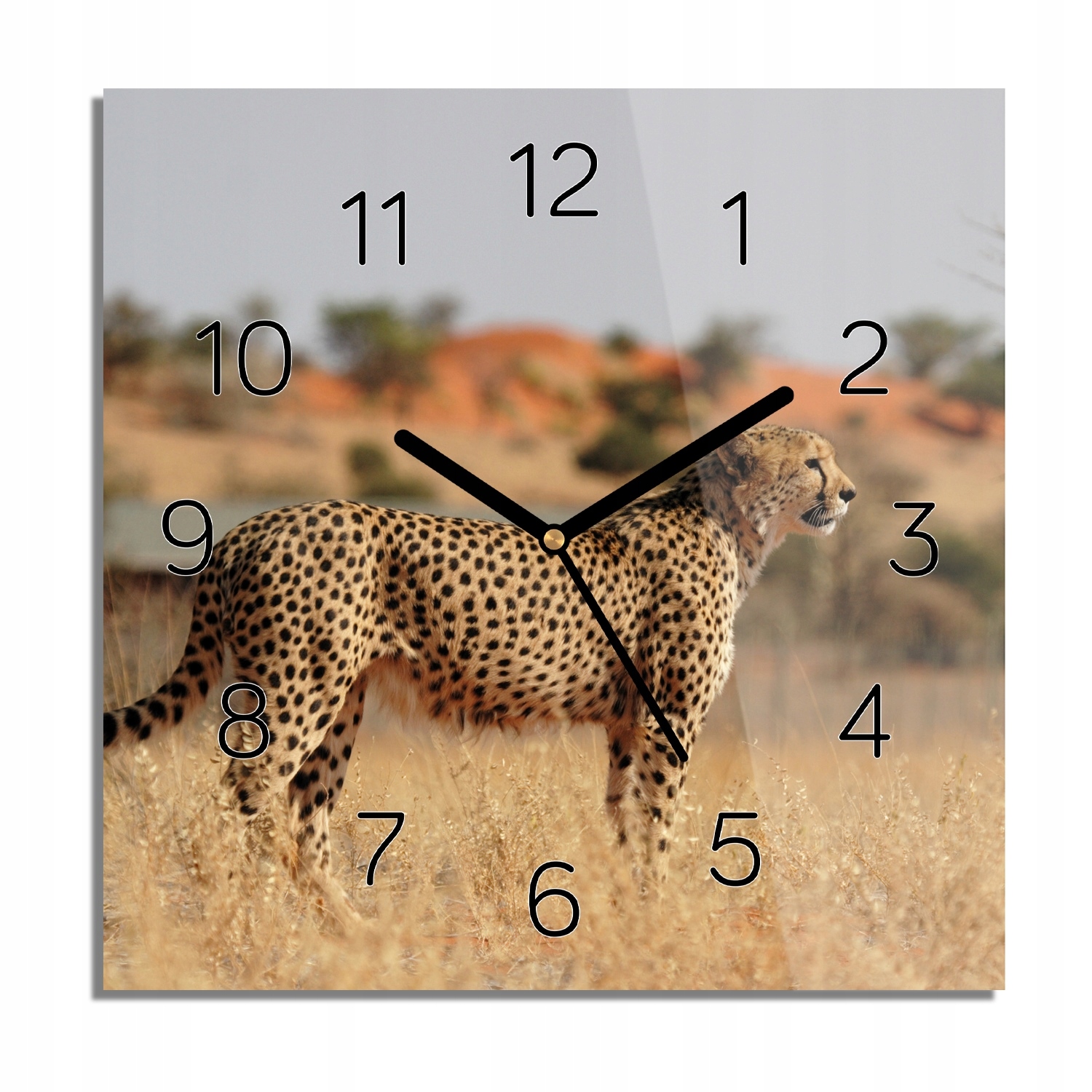 

Gepard sawanna trawa foto-zegar do pokoju 30x30