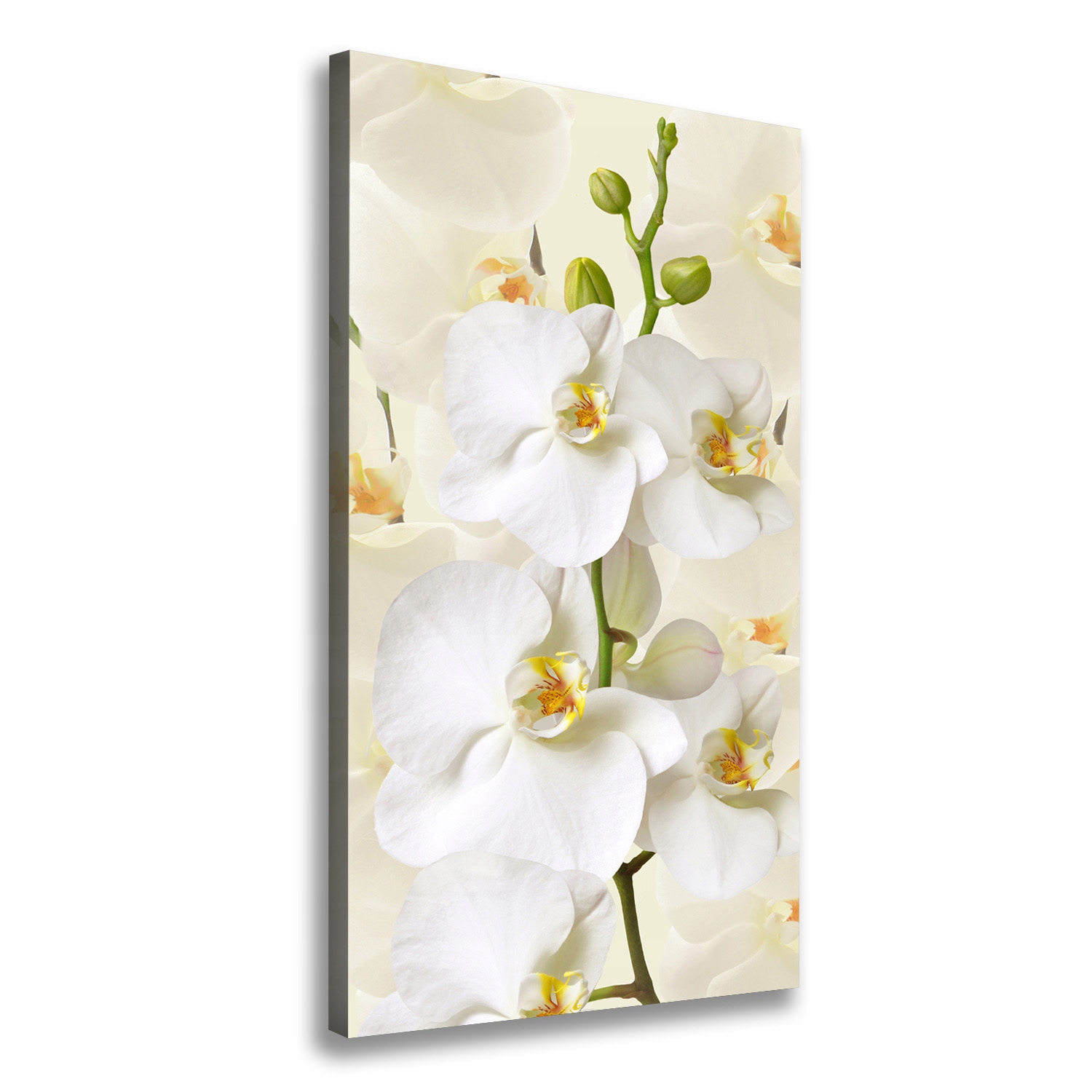 

Foto obraz na płótnie Biała orchidea 50x100 cm