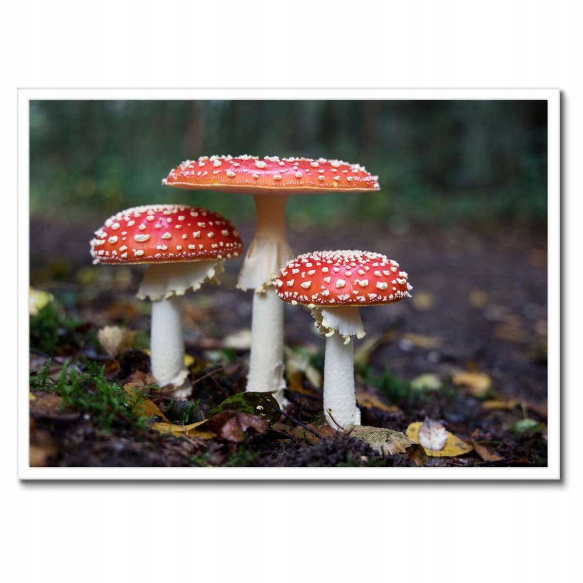 Plakáty v rámu 70x50 Makrofotografie MacroFoto