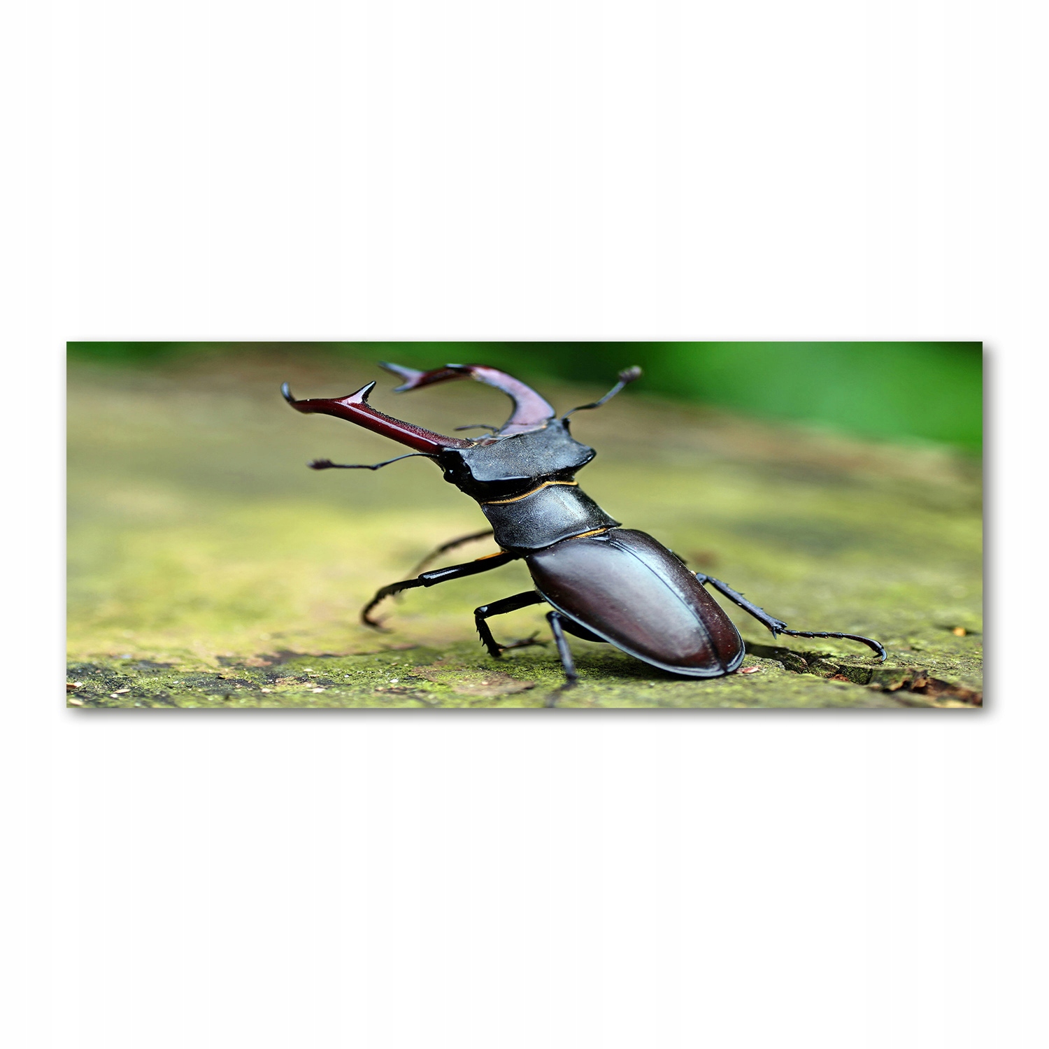 

Foto obraz na szkle akrylowym Chrząszcz 125x50 cm