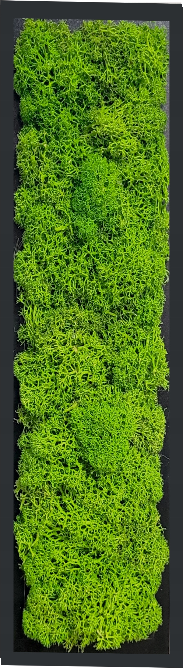 

obraz chrobotek panel mech 30 cm