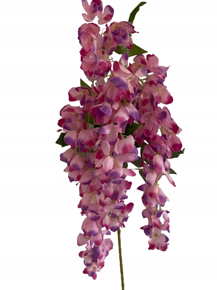 

Wisteria Glicynia girlanda wisząca Złotokap