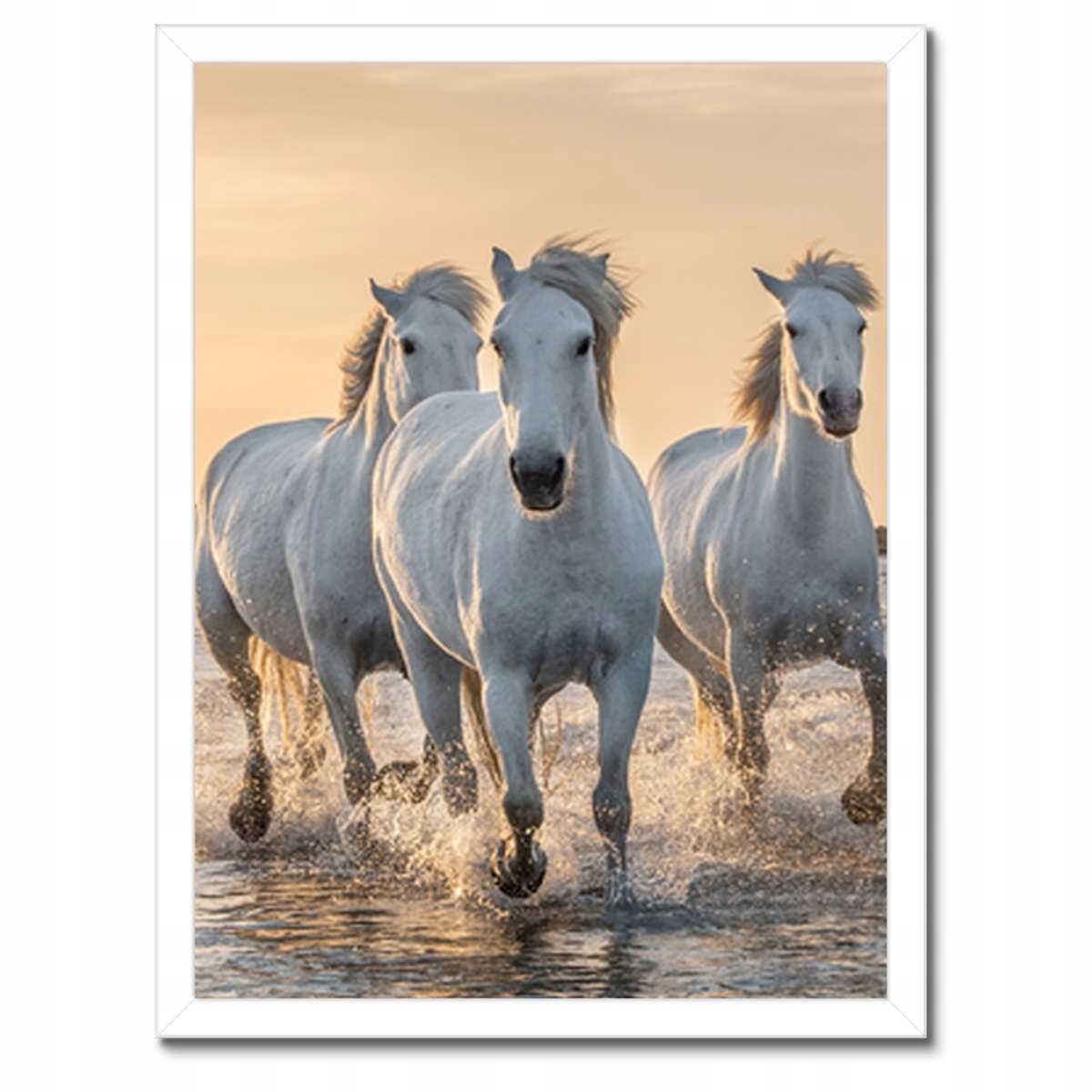 Plakáty v rámu 30x40 Divocí koně Wild Horses