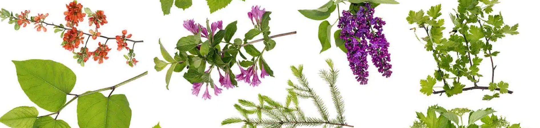 VIANEK Kojący Żel pod Prysznic 300ml Waga 300 g