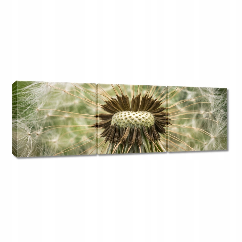 

Obrazy 120x40 Dmuchawiec zdjęcie makro