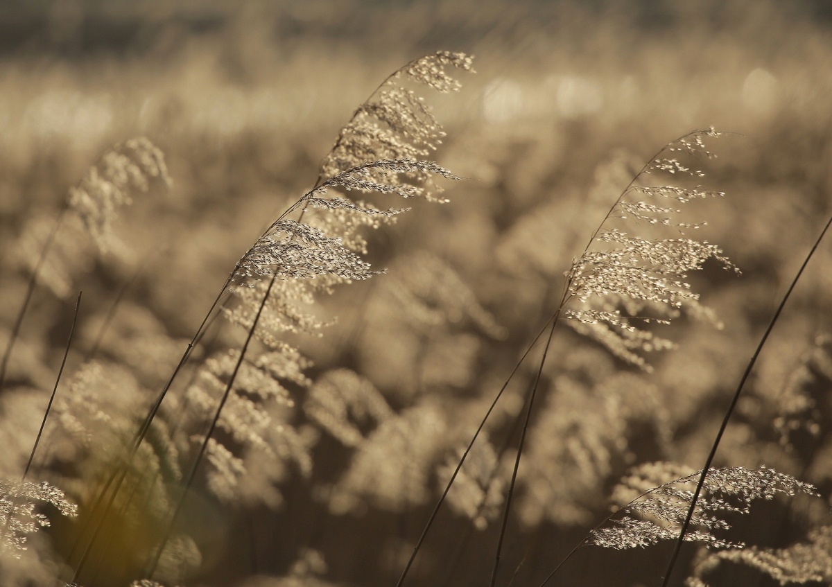 

Fototapeta Flizelinowa Trzcina Beżowy 312x219