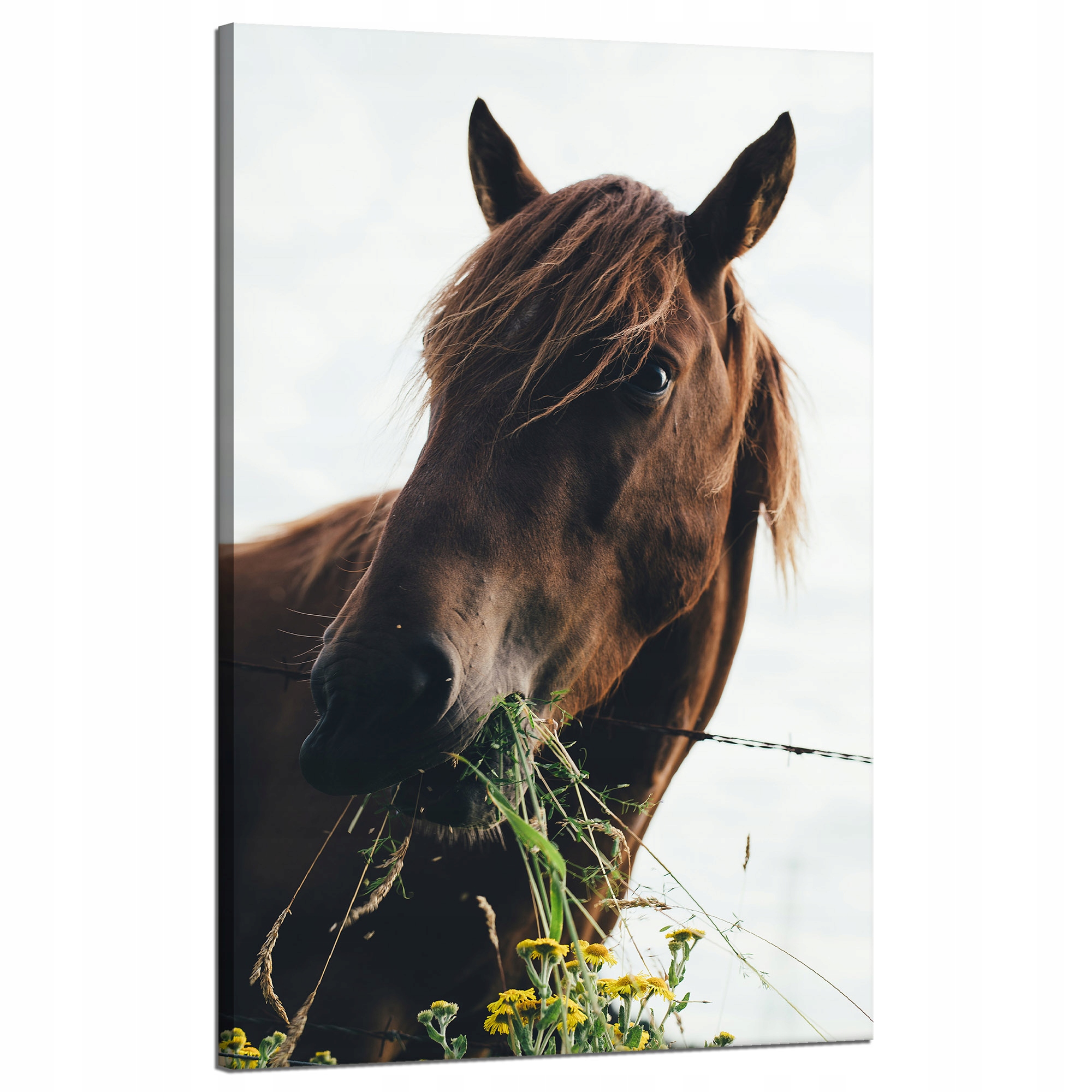 Obraz na plátně Canvas Zvířata Kůň Hříva 50x80 cm