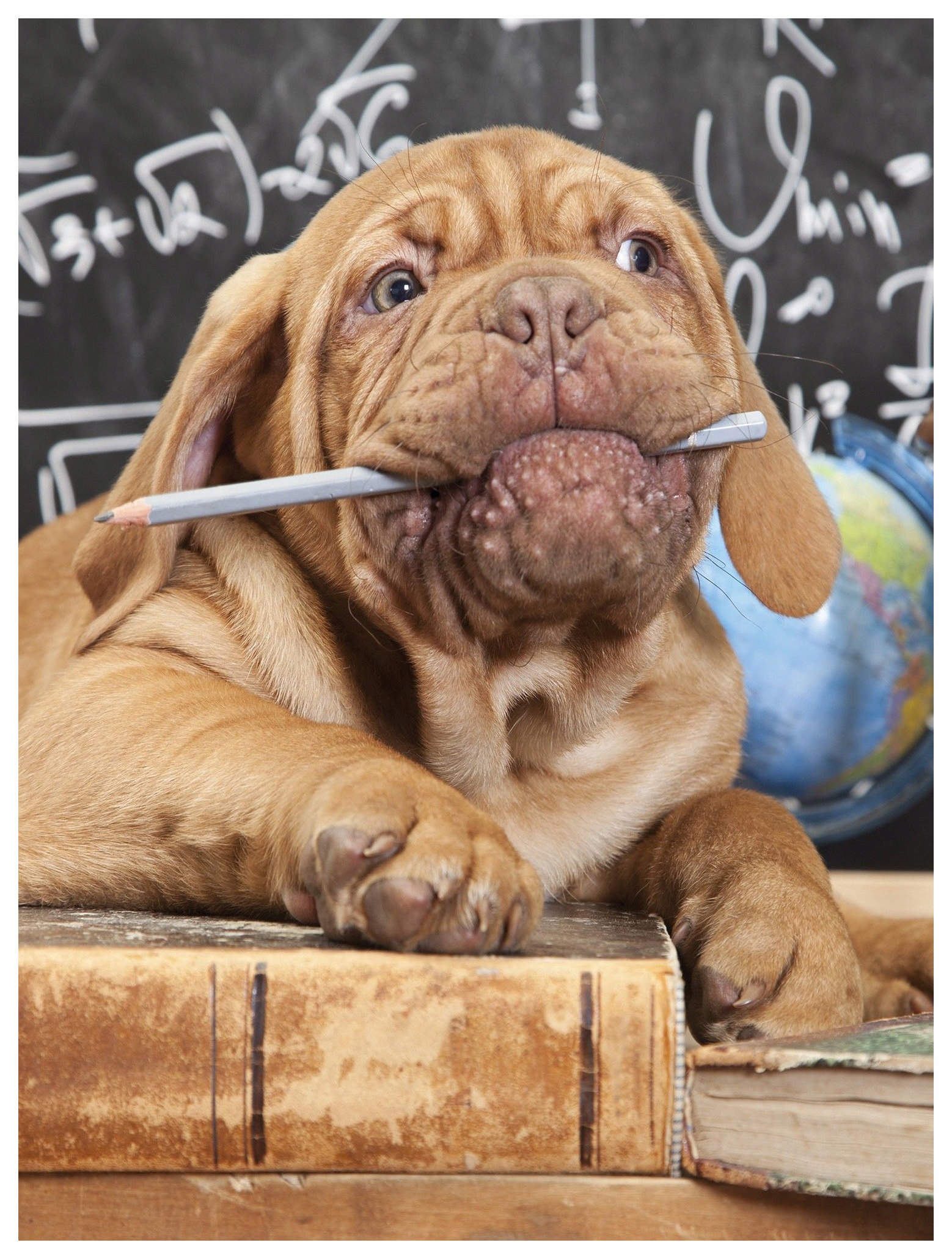 Vliesová fototapeta Pes, knihy, vědění a globus 206x275 lepidlo