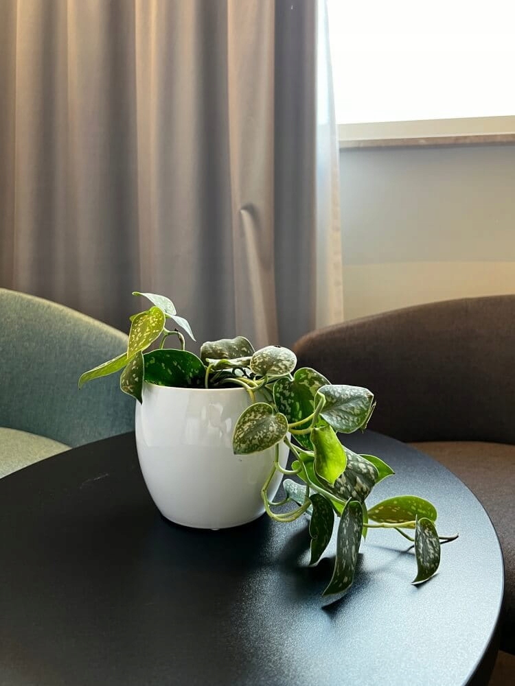 CERAMICZNA OSŁONKA DONICZKA KULA 15CM BIAŁA POŁYSK Marka Polnix