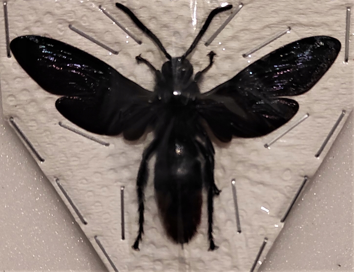 Megascolia azurea самец .