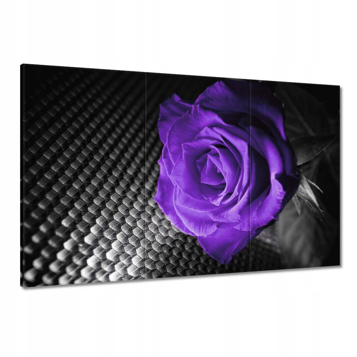 Obrazy 120x80 Fialová růže