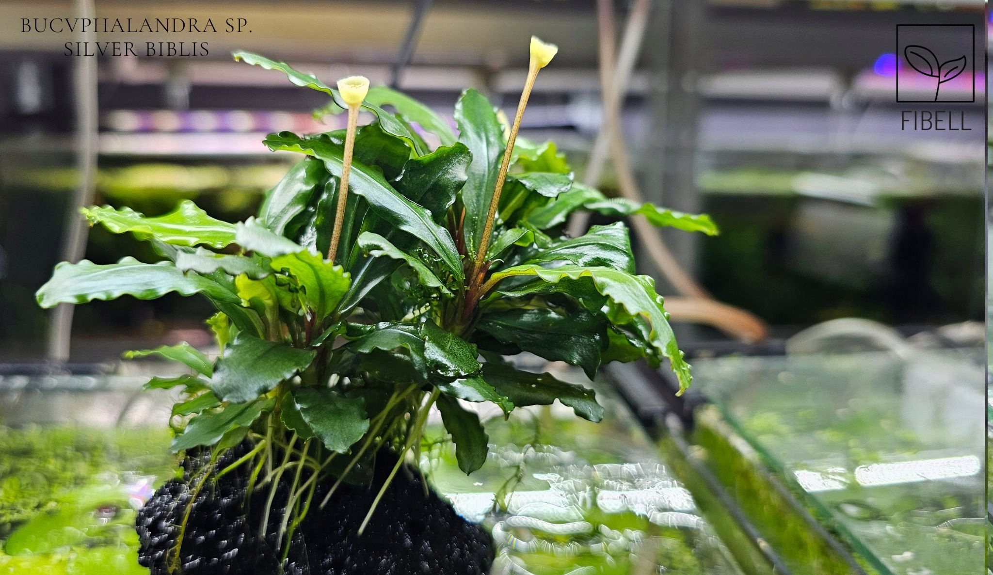 Bucephalandra sp. Silver Biblis -kolekcja od fibell