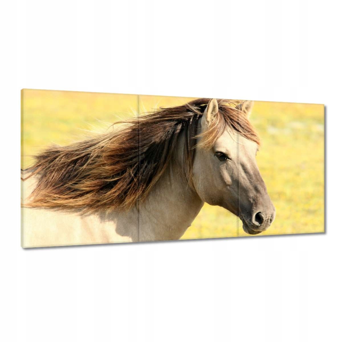 Obrazy 180x90 Hlava koňa