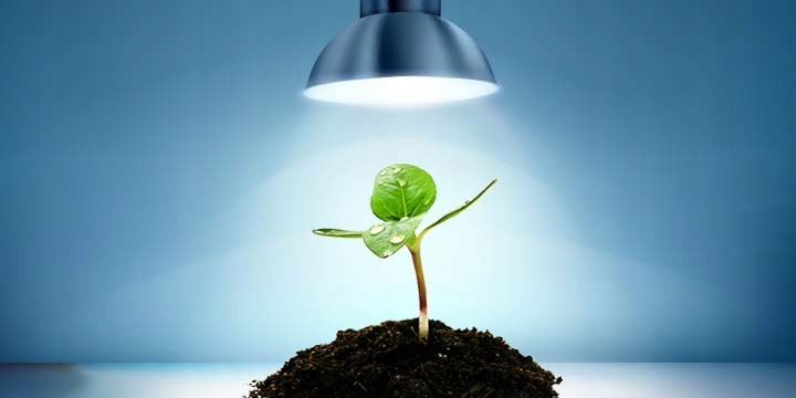 ŻARÓWKA LED GROW LIGHT DO UPRAWY ROŚLIN 5W BIAŁA Pobór prądu 3.1 W