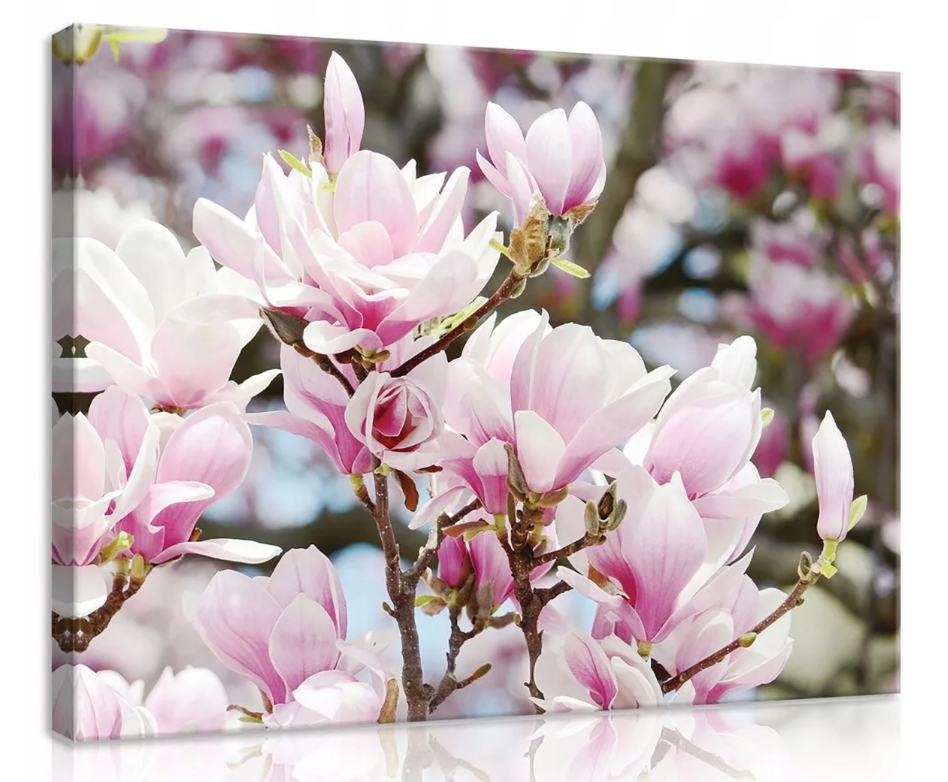 Obraz 100x75 Jaro magnolie kvetení jemnost růžová bílá příroda
