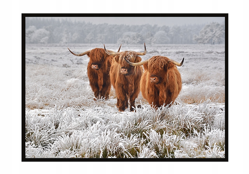 

Obraz Plakat W Ramie 33x43 cm Highlander P1415