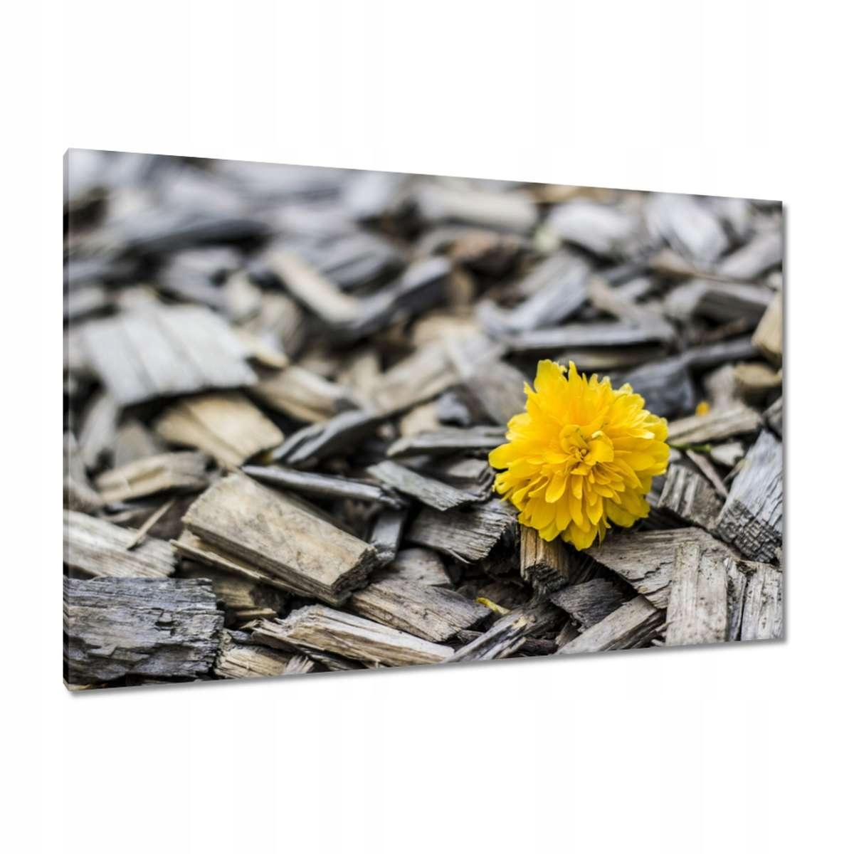 Obrazy 120x80 Mléč na štěpkách