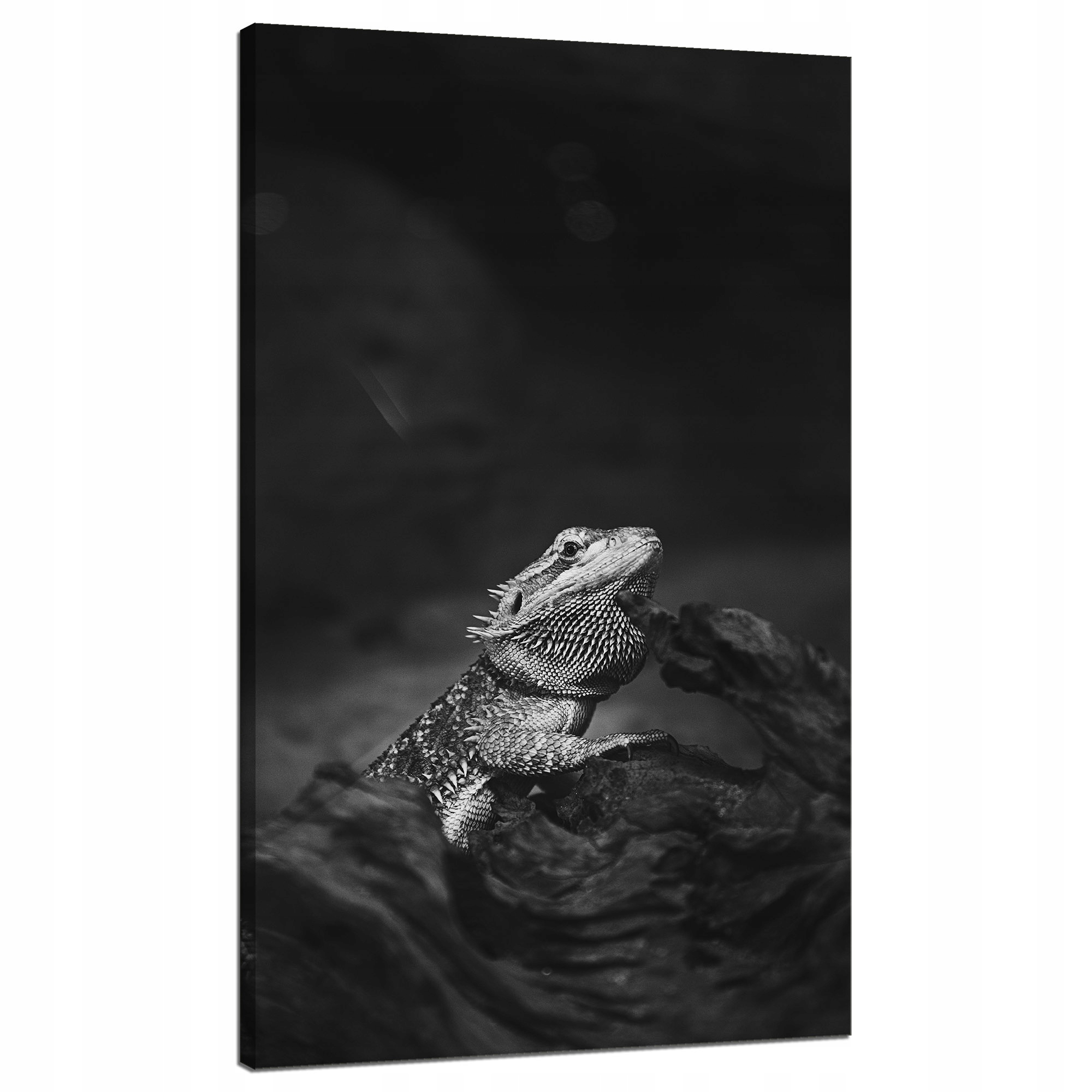 Obraz na plátně Ještěrka Gad Černobílá příroda 70x120