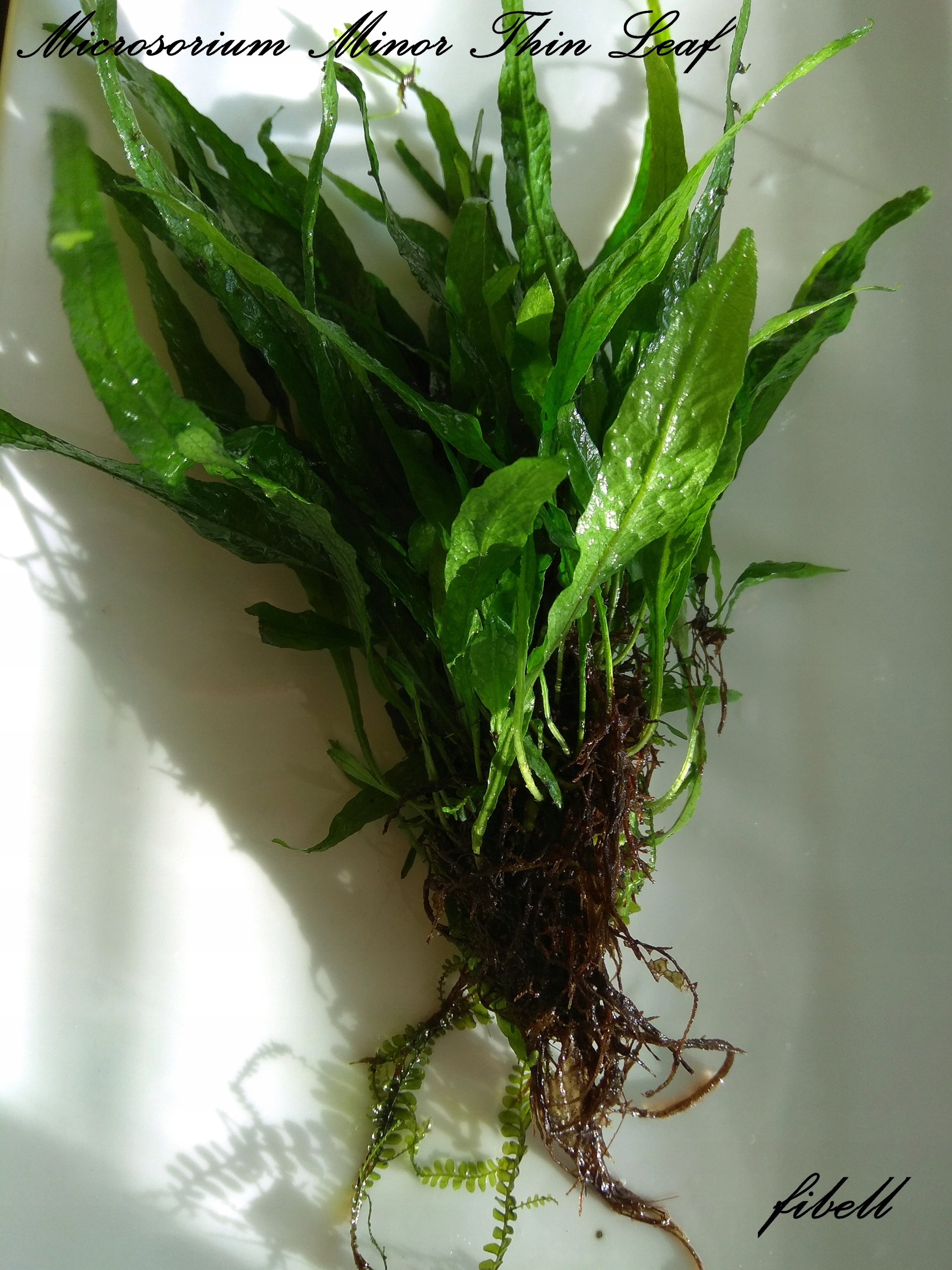 Microsorium Minor od fibell