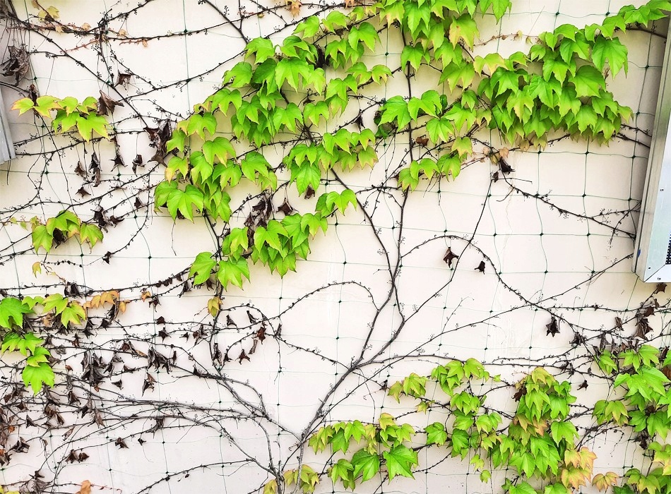 SIATKA PODPORA ROŚLINY PNĄCE OGÓRKI GROSZEK KWIATY PNĄCE FASOLA 2x20m Kod producenta SRP2X20