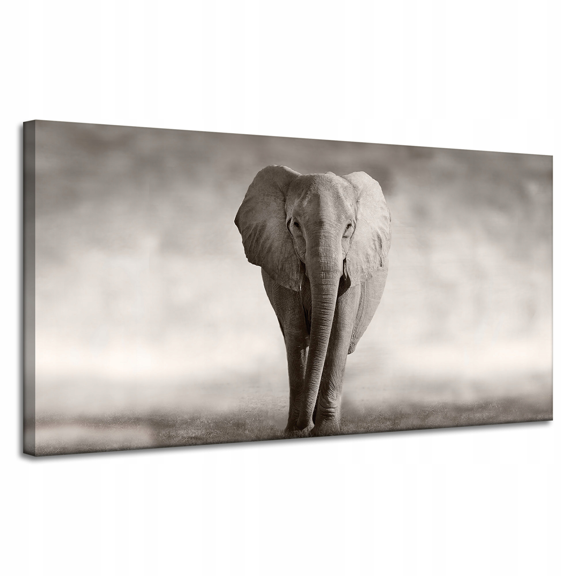 Obraz na plátně Černobílý slon pózující v Africe 120x60 cm