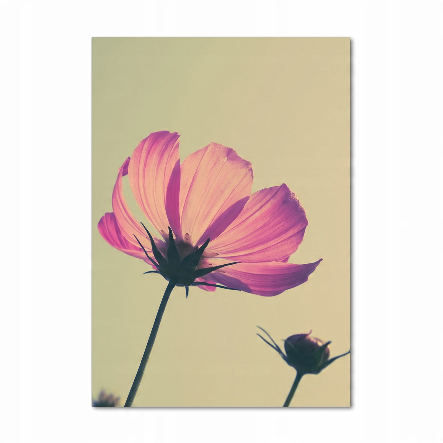 

Foto obraz szkło hartowane Różowe kwiaty 70x100 cm
