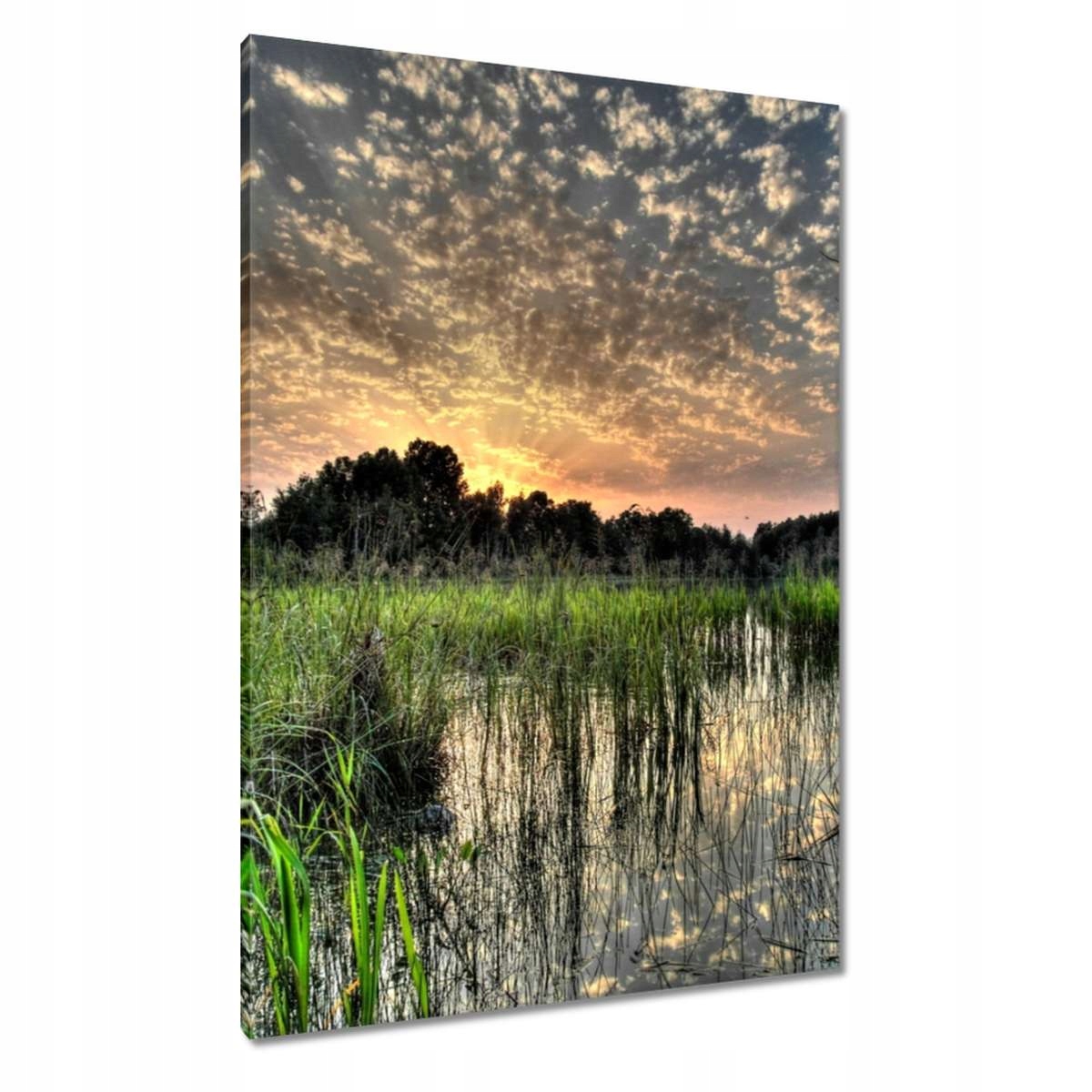 Obrazy 70x100 Mokřad