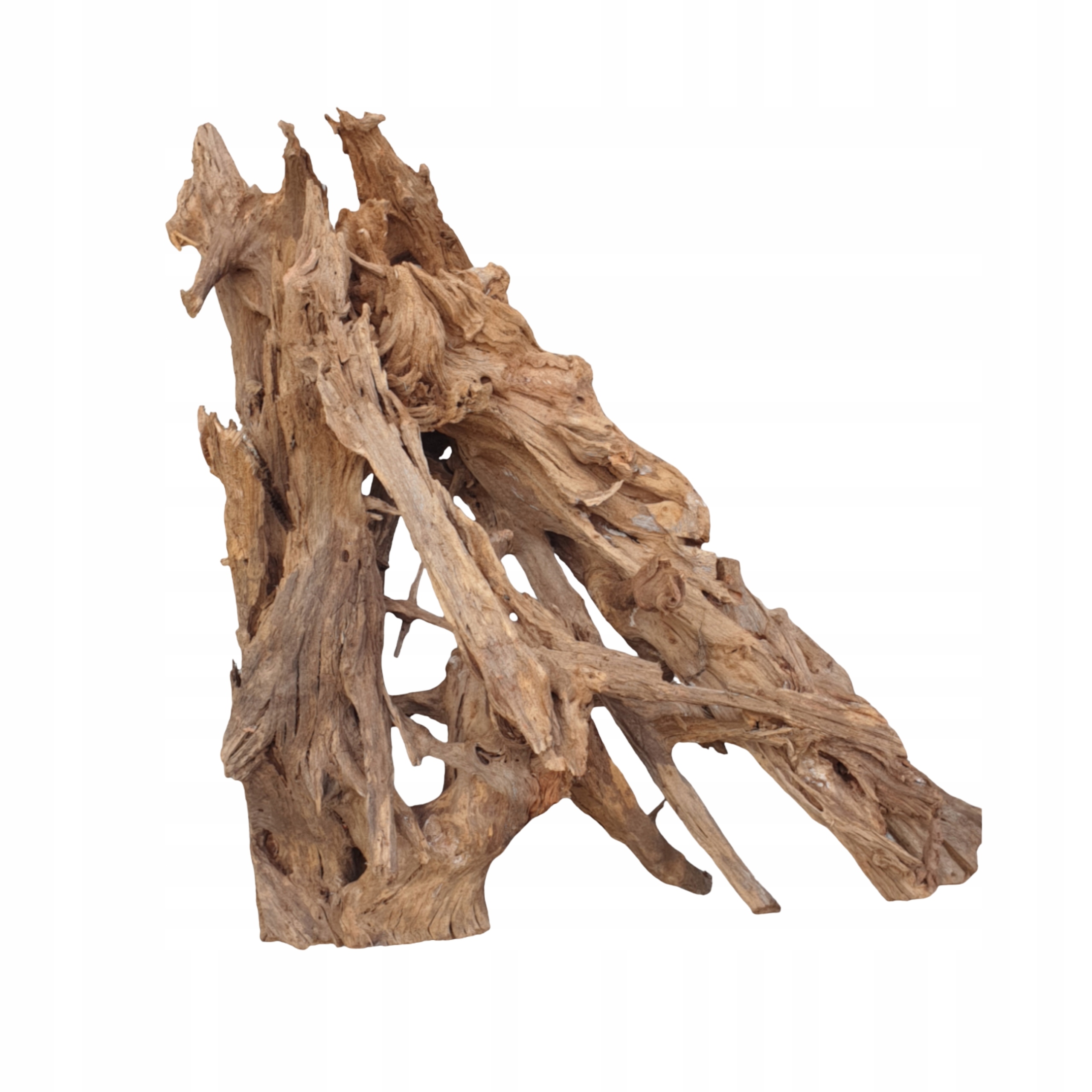 BioRoot Mangrove XL 70-110cm korzeń Mangrowiec do terrarium i akwarium