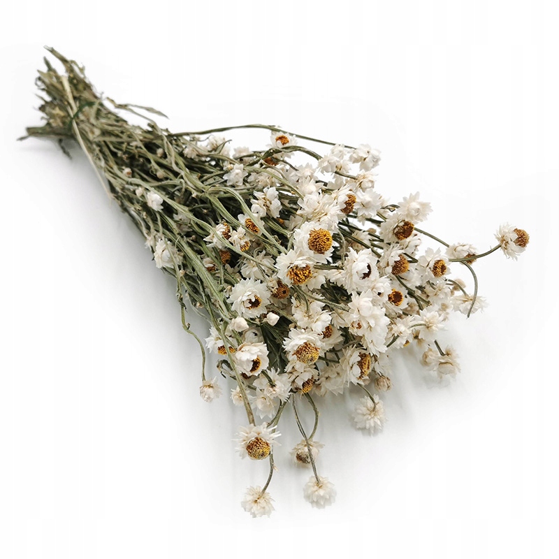 

Ammobium wiekuistka złociszek, kwiat boho ~50