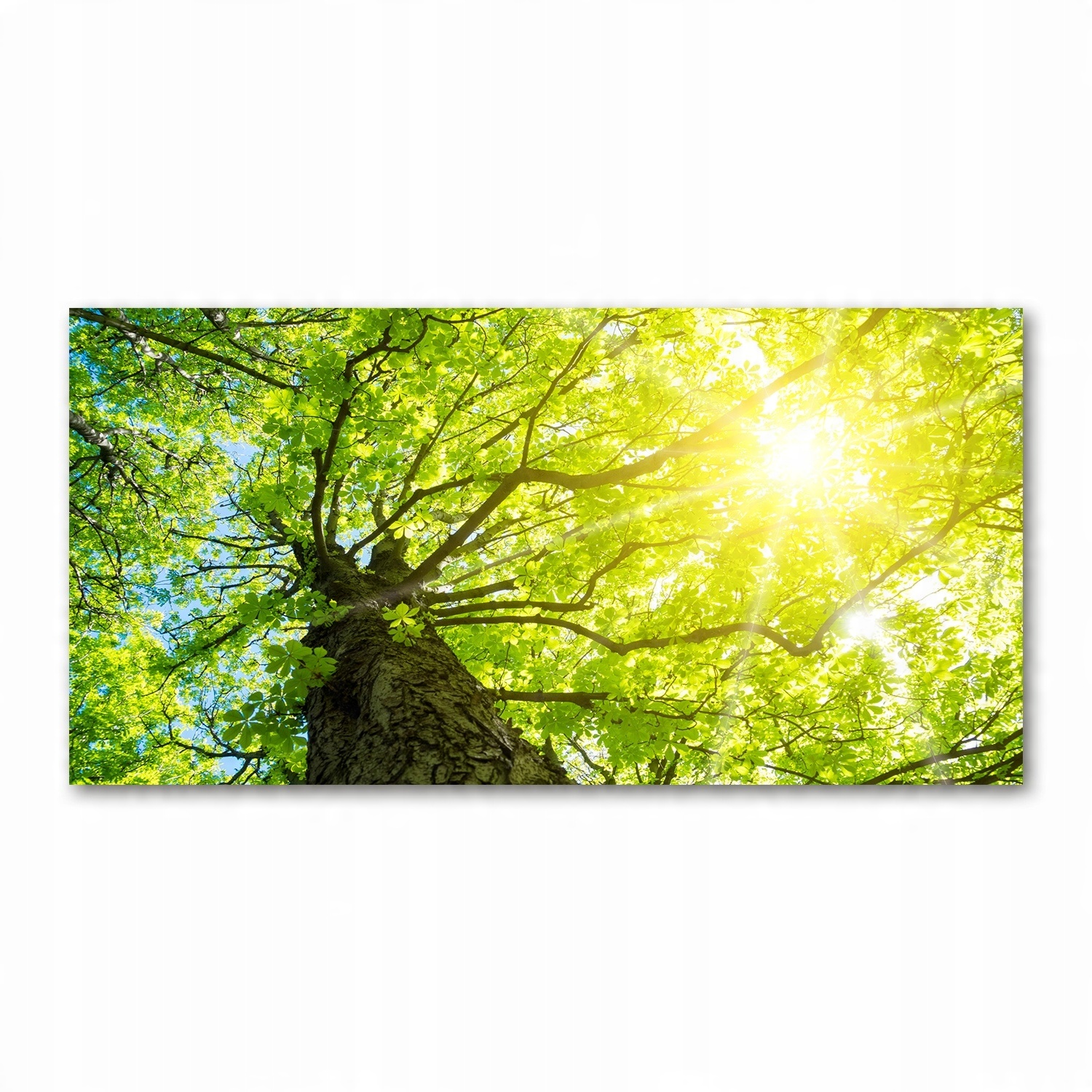 

Foto obraz akryl Kasztan wiosną zdjęcie 140x70 cm