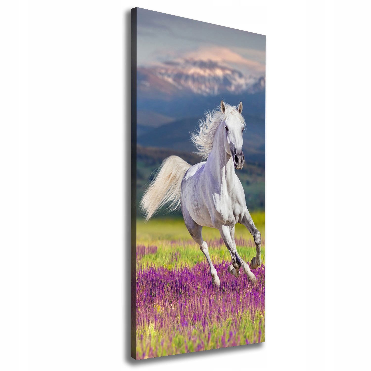 

Foto obraz na płótnie Biały koń w galopie 50x125cm