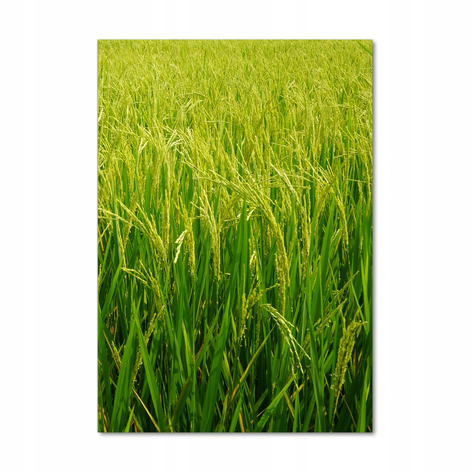 

Foto obraz zdjęcie na szkle Plantacja ryżu 70x100
