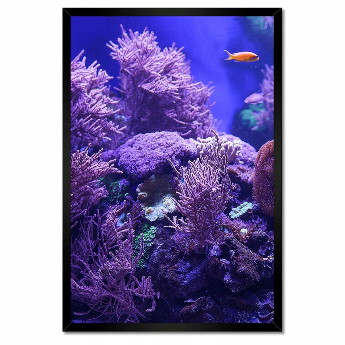 Plakáty v rámu 40x60 Podmořský svět