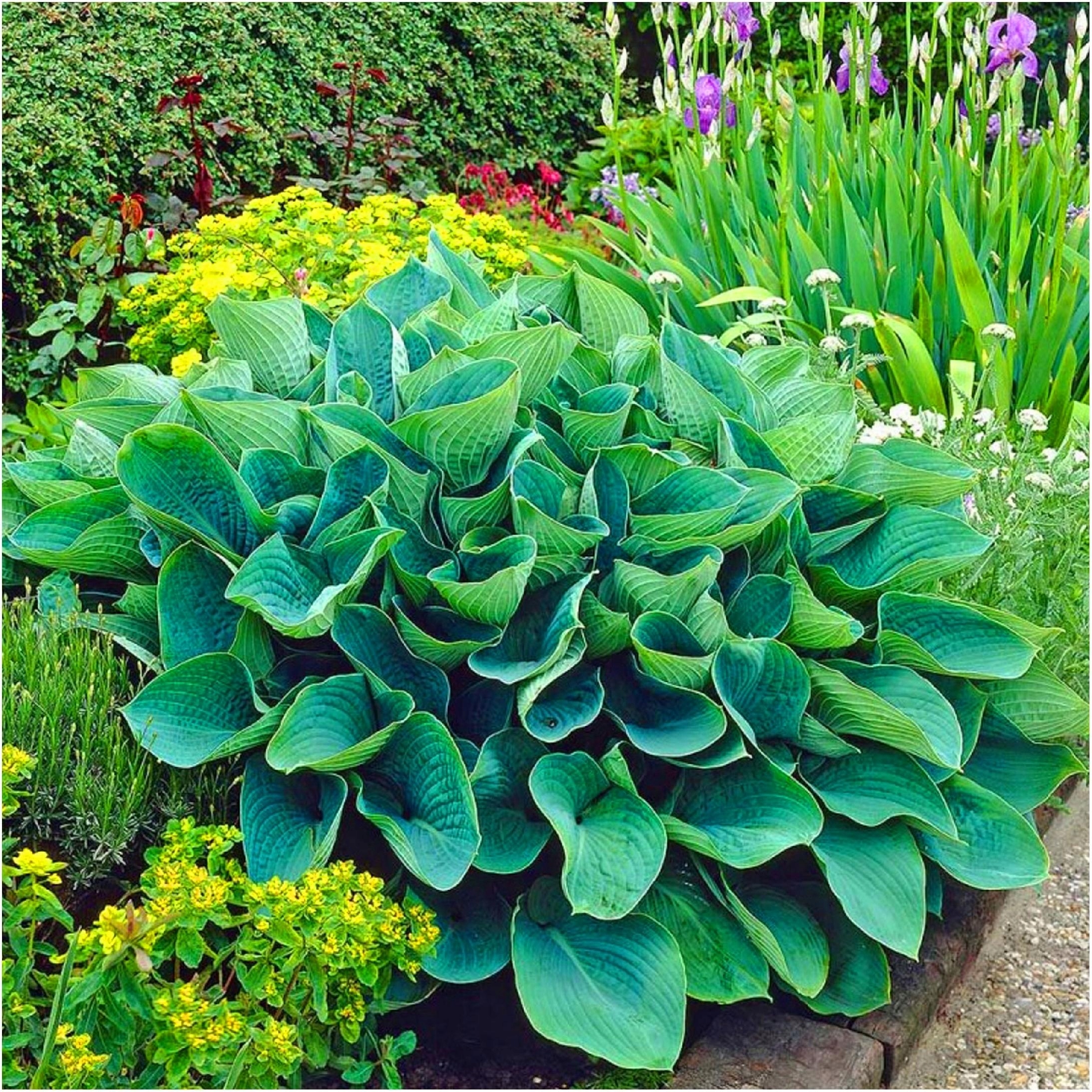 HOSTA SIEBOLDIANA ELEGANTS sadzonki kłącza 1 szt. + GRATIS