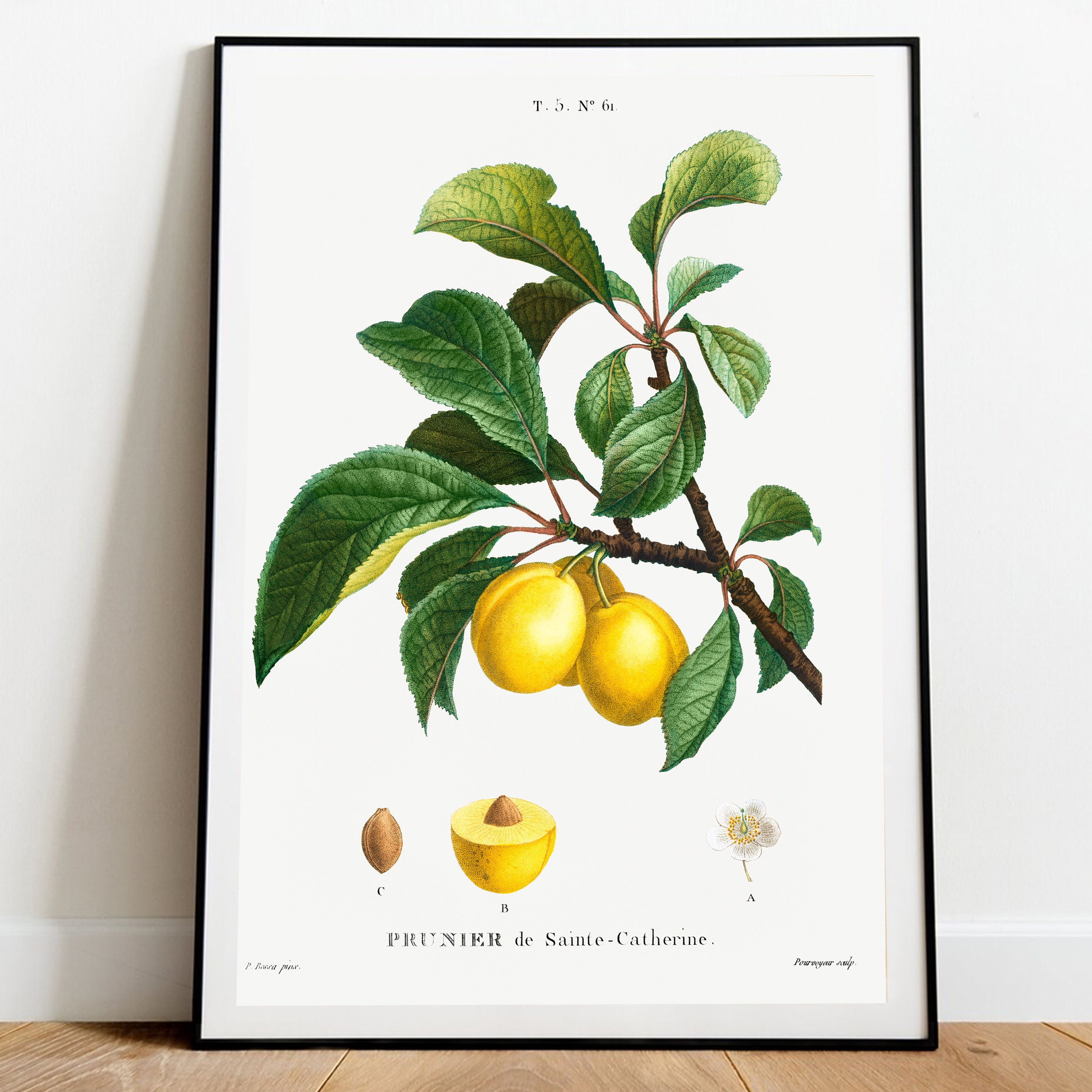 

Plakat do kuchni Śliwka Ilustracja Owoce Retro A4