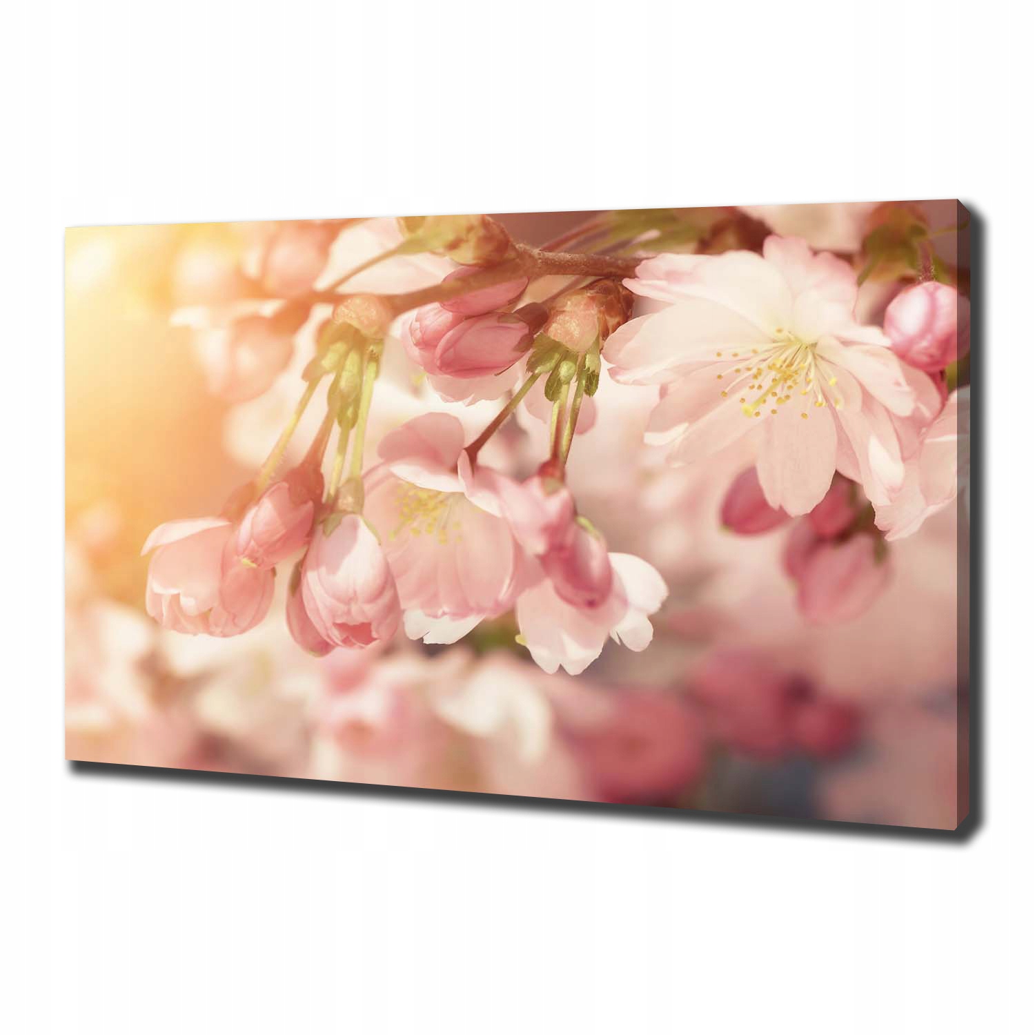 Velký foto obraz na plátně Květy třešní 100x70 cm