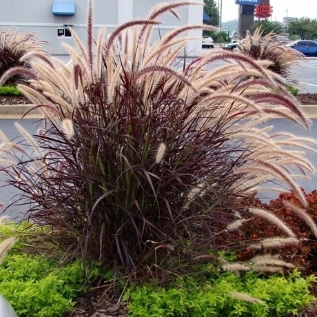 TRAWA ROZPLENICA JAPOŃSKA RUBRUM SADZONKA P11 PENNISETUM PURPUROWA TRAWA