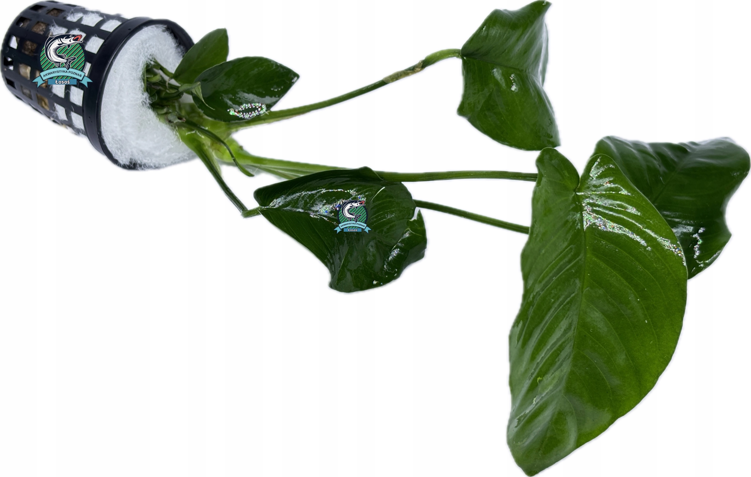 Anubias barteri [koszyk]
