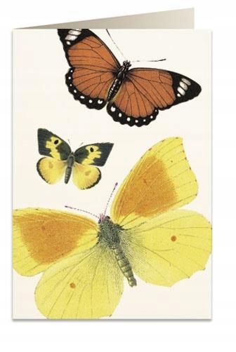 KARNET B6 + KOPERTA 8037 MOTYLE