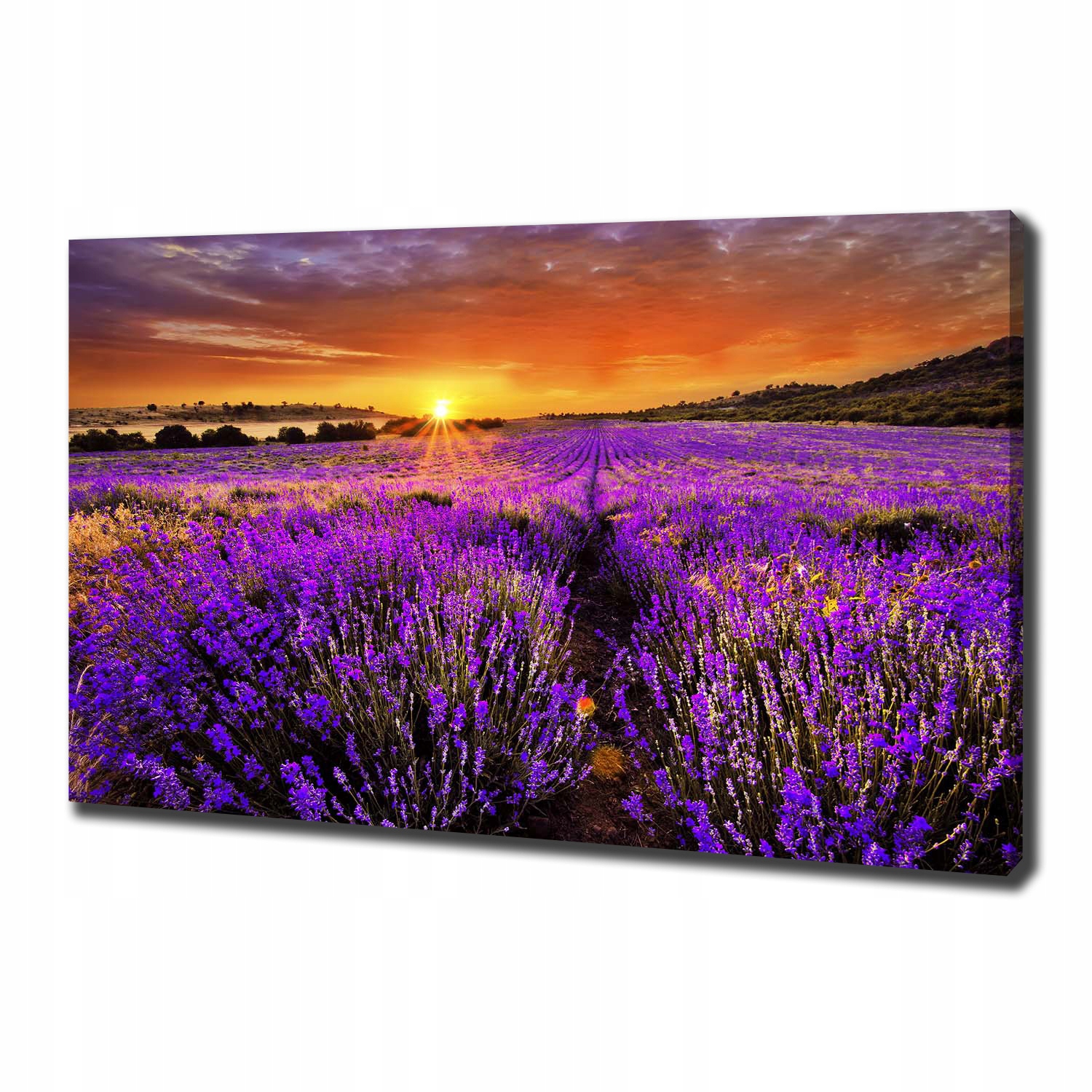 

Duży foto obraz na płótnie Pole lawendy 100x70 cm