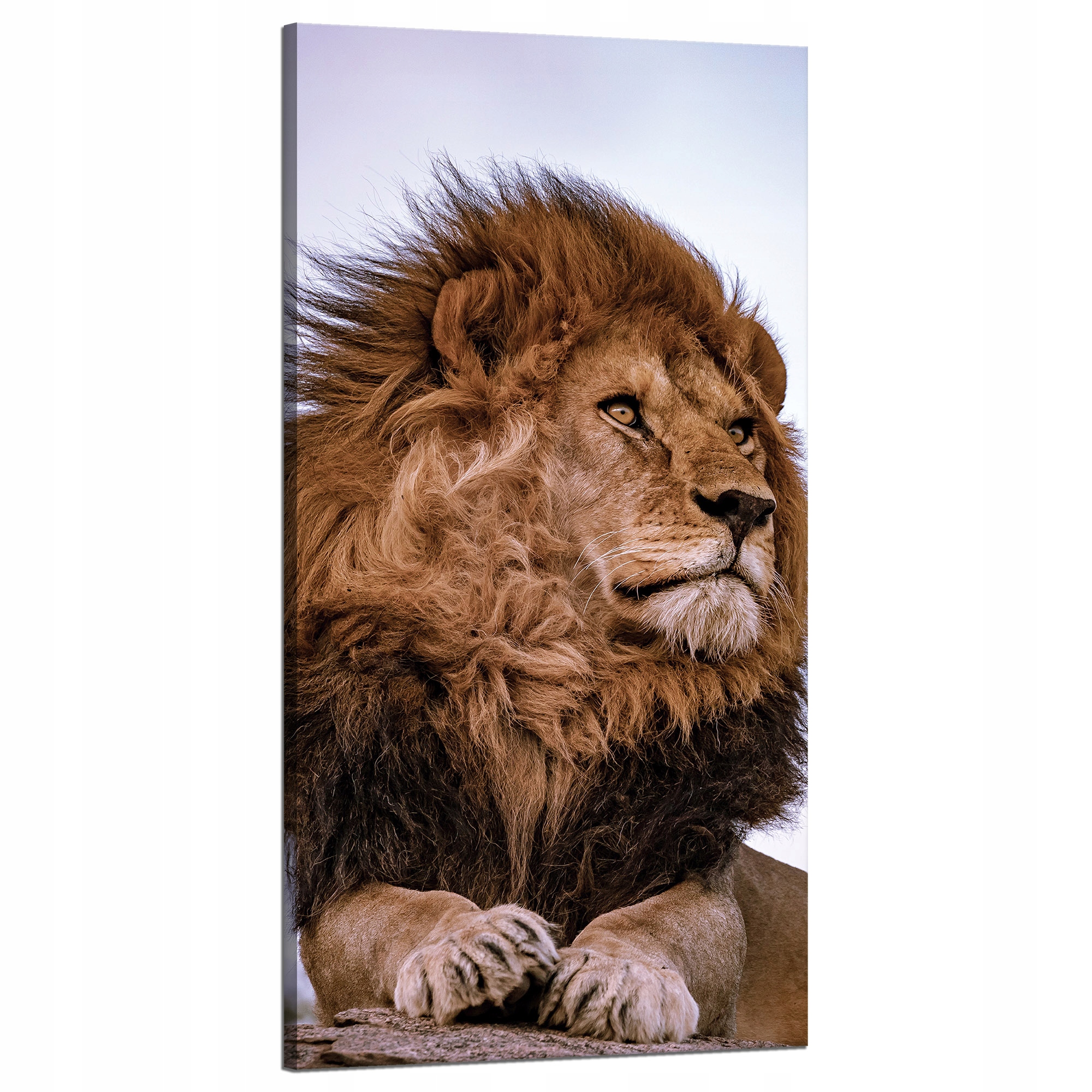 Obraz na plátně Hlava Lví hříva Divočina 60x120 cm Ideální jako dárek
