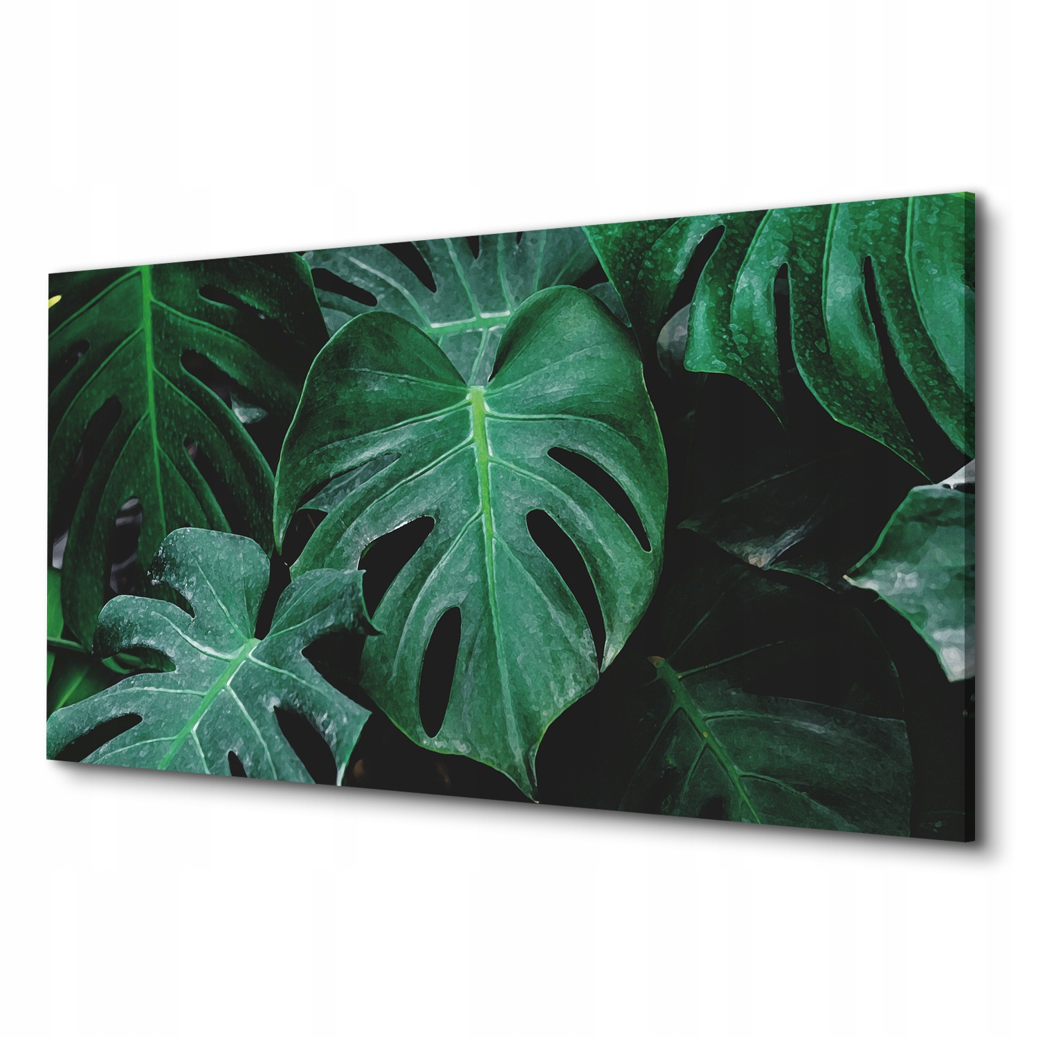 

Foto obraz na płótnie monstera liść rosa 100x50