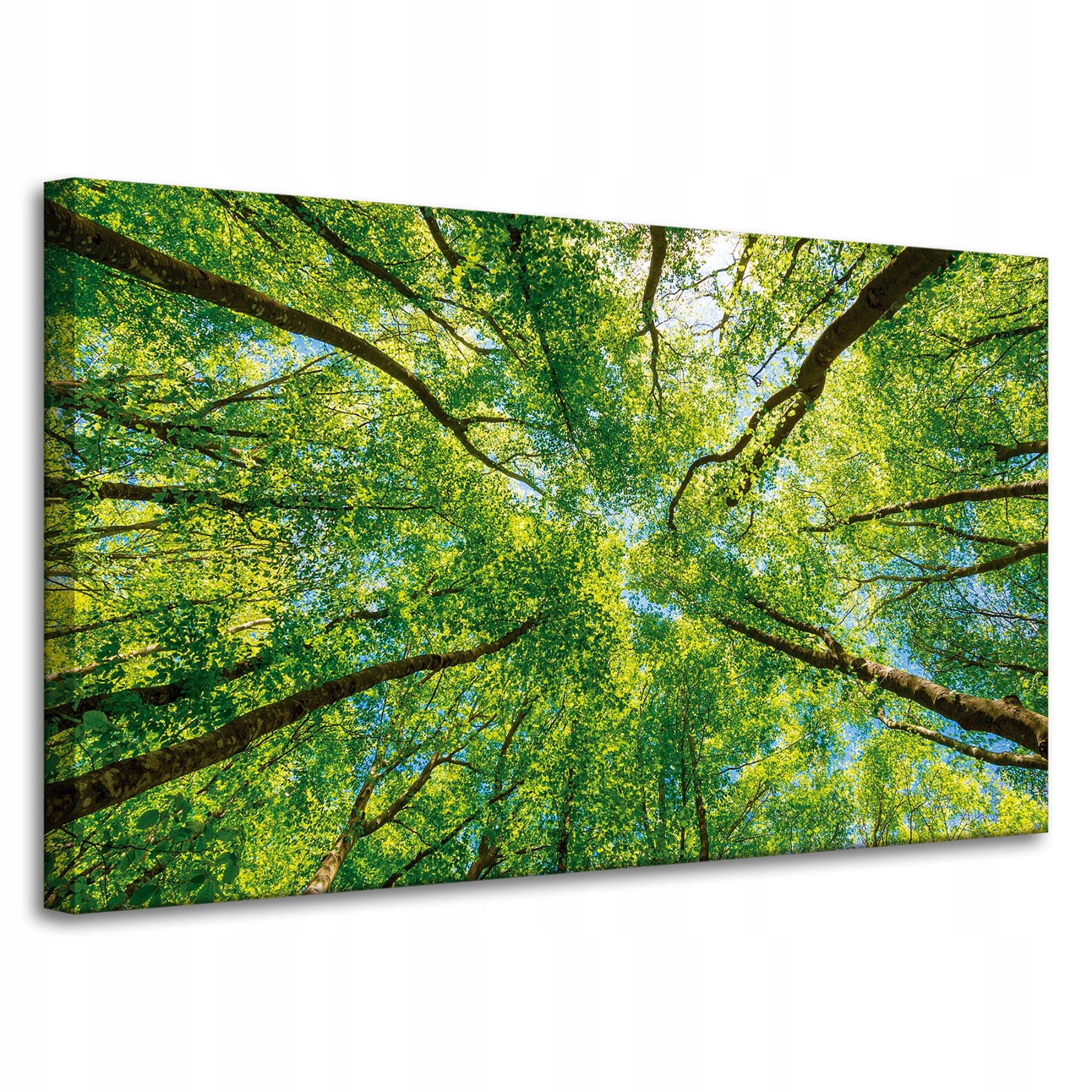 Obraz na plátně Stromy Listy Příroda Les Jaro 100x60 cm