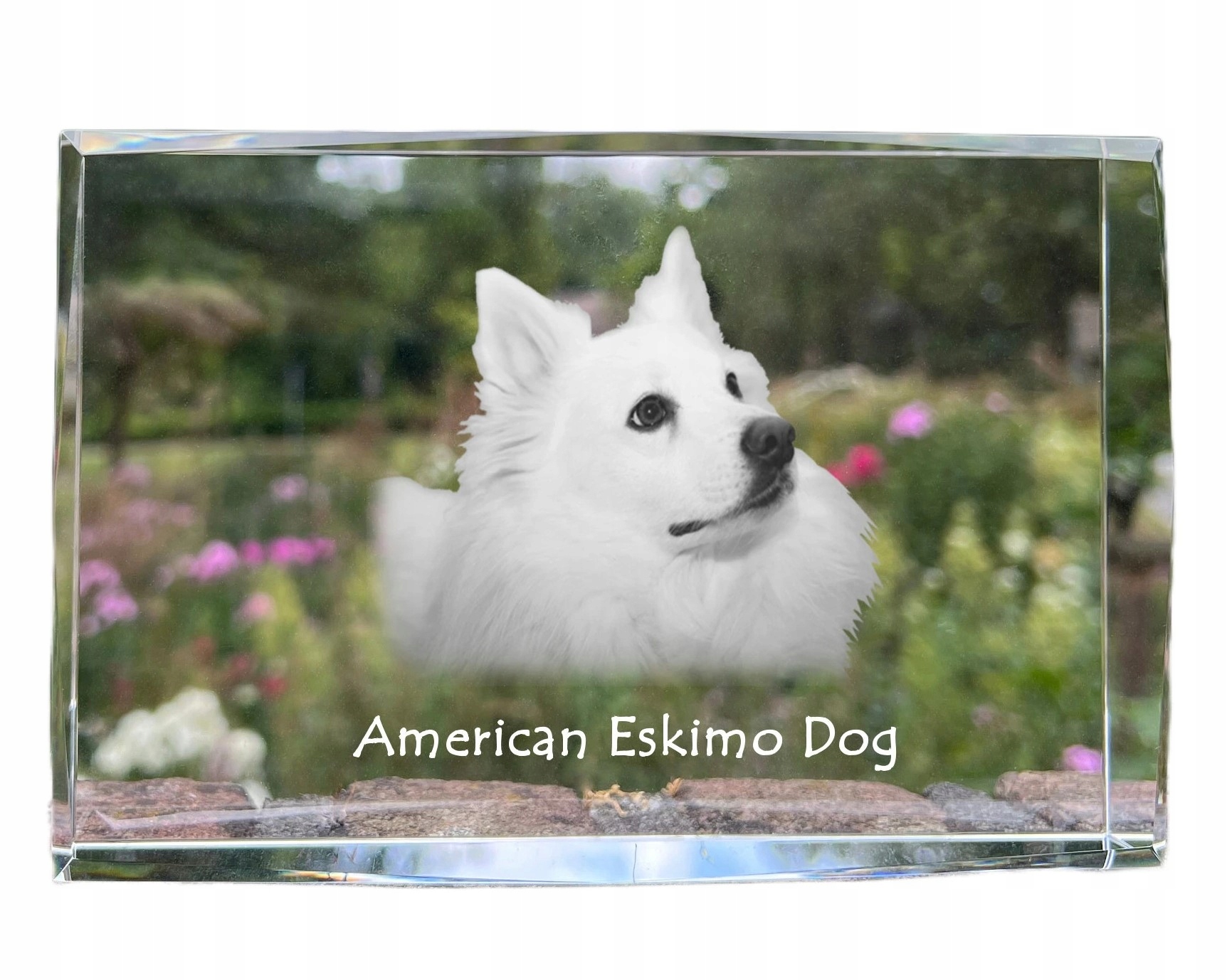 American Eskimo Dog, American Spitz kryształ ze zdjęciem psa, zdjęcie w s