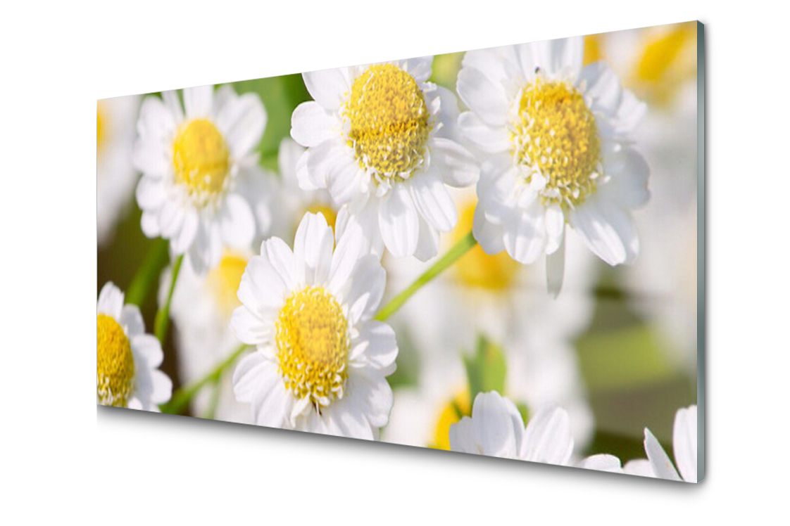 Sklenený panel Doska Kvety Stokrotka 120x60